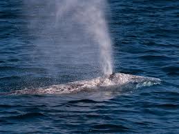 whalespout