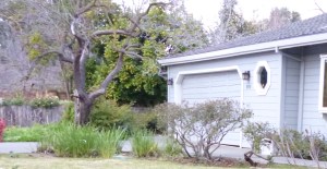 Gnarly almond hanging in there